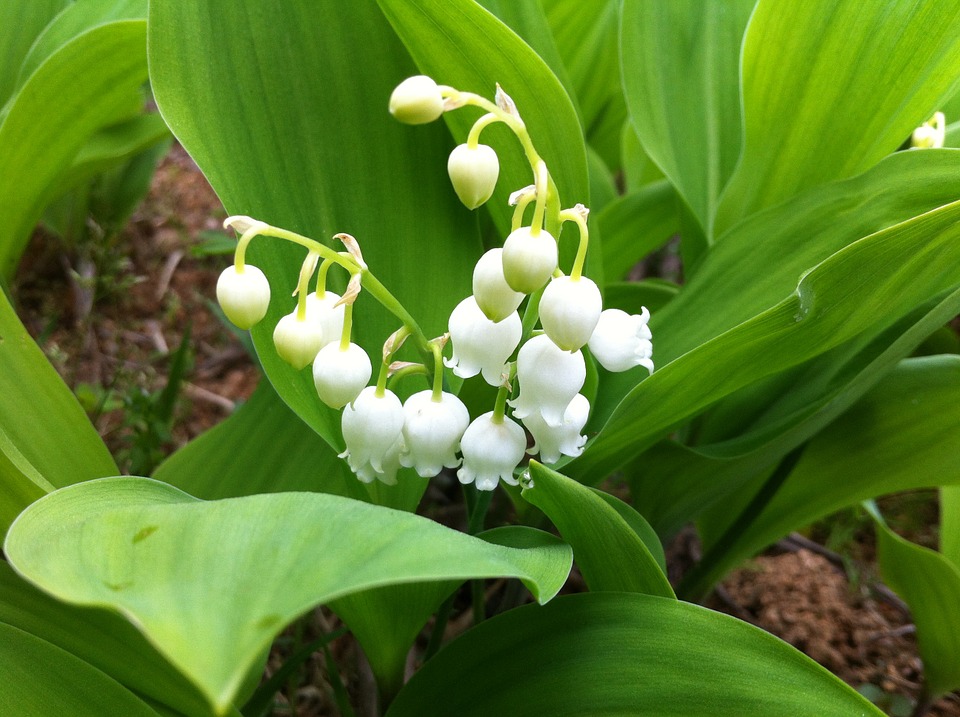 A Lily of the Valley planted in the soil in spring time.