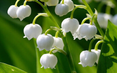 About Lily of the Valley Scent