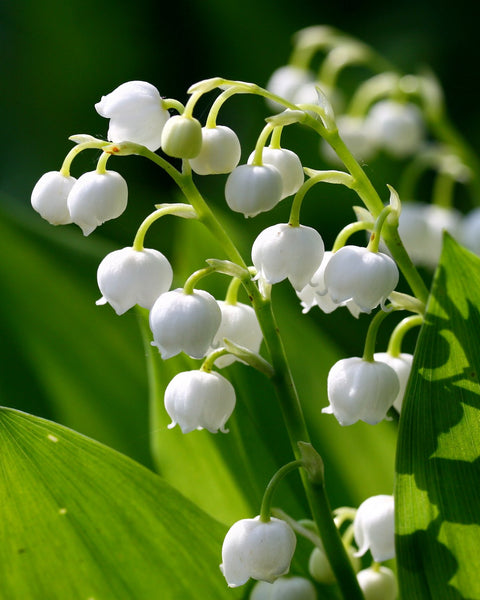 About Lily of the Valley Scent